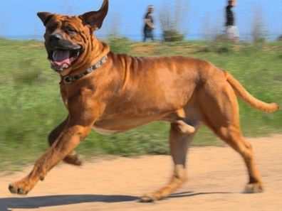 The Tosa Inu, despite only used as a wrestling dog in Japan, is banned since many perceive him as a fighter.