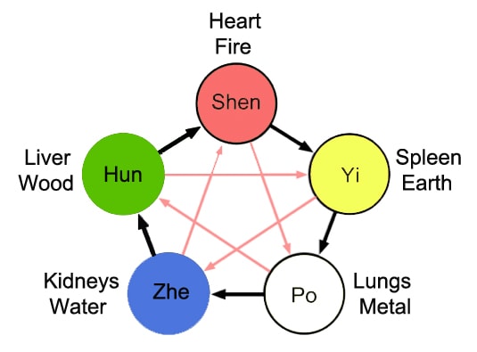 The Taoist five element theory illustrated showing the five energies and associated organs, colors and elements.