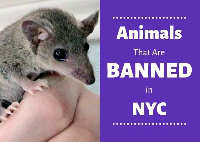 The short-tailed opossum is just one of the many animals that are banned by New York City legislature.