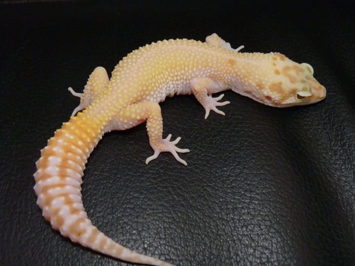 Leopard Gecko (Eublepharis macularius). Ez a gekkó eredeti farokkal rendelkezik, és éppen most hullott el, így a színe nagyon élénk.