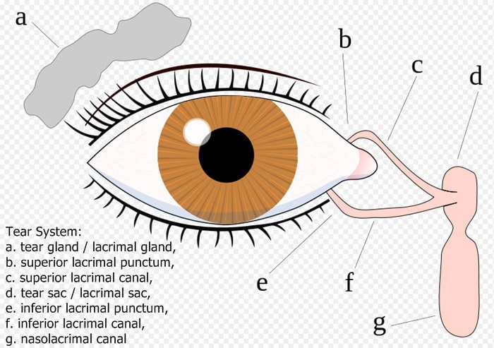 The tear system. (Key added to the image by Alison Graham)