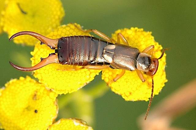 A male common or European earwig