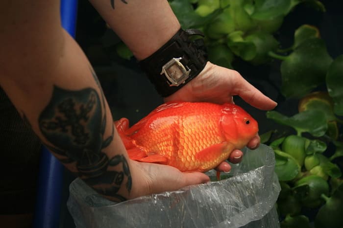 Huge goldfish are not found naturally in steams, lakes or rivers. When they are found there, they are considered to be an invasive species.