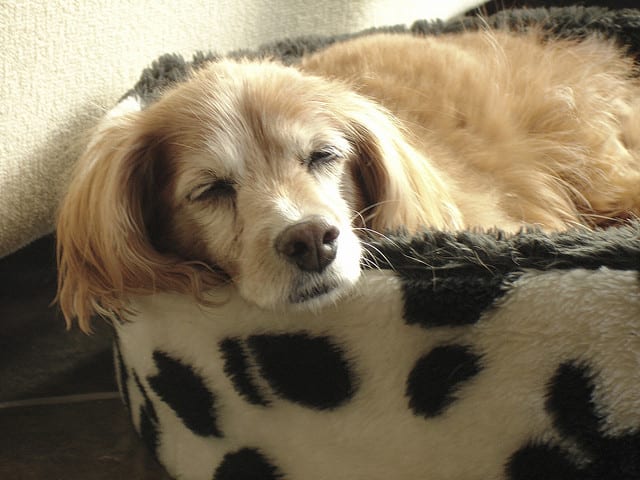 Recognize the symptoms of heartworm disease and protect your dog.