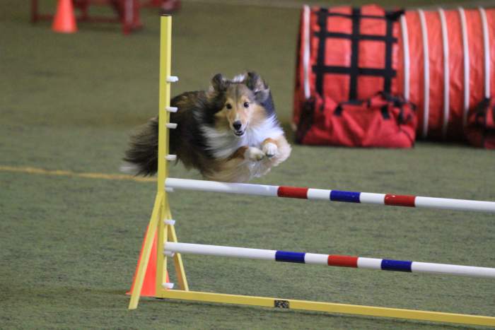 Author's sheltie Asher, who is attending Nationals for the third time this year.