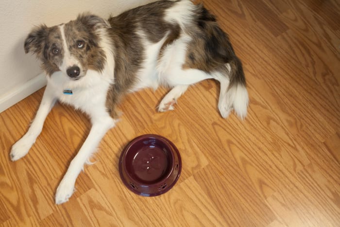 what-happens-when-your-dog-throws-up-yellow-liquid