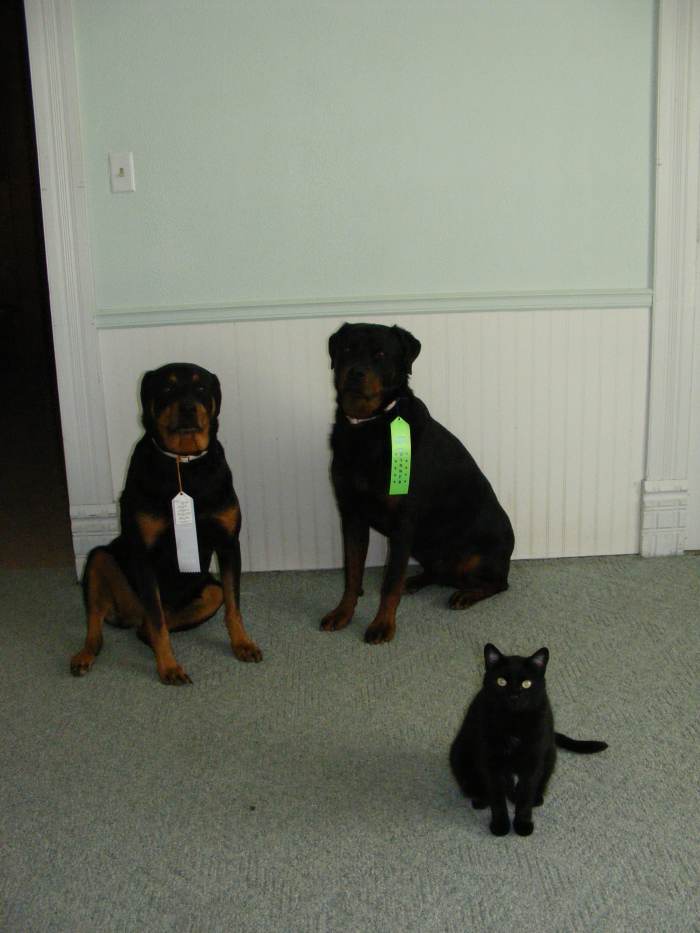 Cats, dogs and all other trainable animals benefit from positive reinforcement.