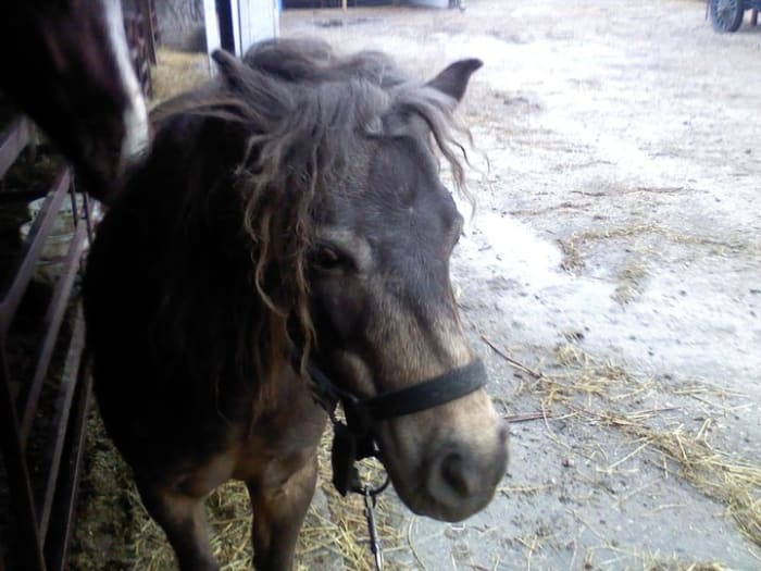 This little guy is irresistible. Make sure you ask the owner before you approach a horse, even a small pony, as they can be quite mean!