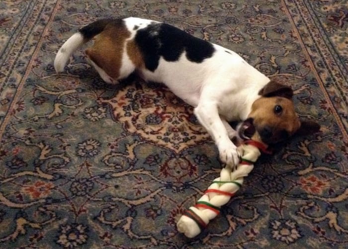Dogs love rawhide chews and my own dog Ellie, with her Christmas chew, is no exception—but you do need to take care if you are going to feed your dog these chews safely.