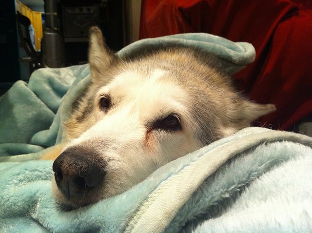 If your dog has pancreatitis he is sick and will need to be hospitalized; learn the symptoms.