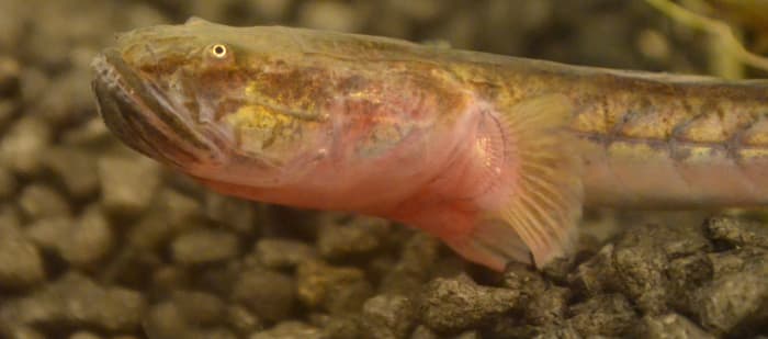 Fioletowy Goby