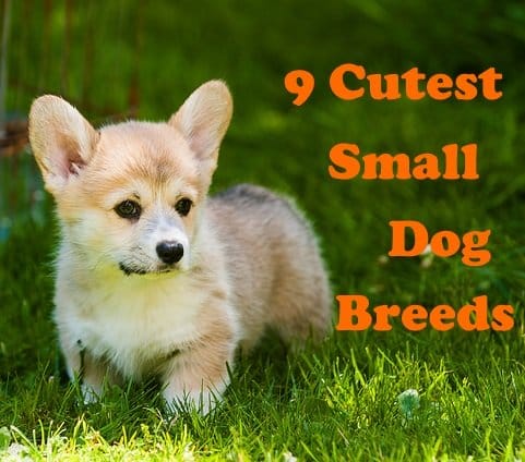 9 of the Cutest Small Dog Breeds - PetHelpful - By fellow animal lovers ...