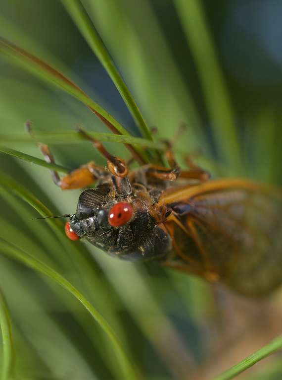 Picture of a red-eyed Cicada