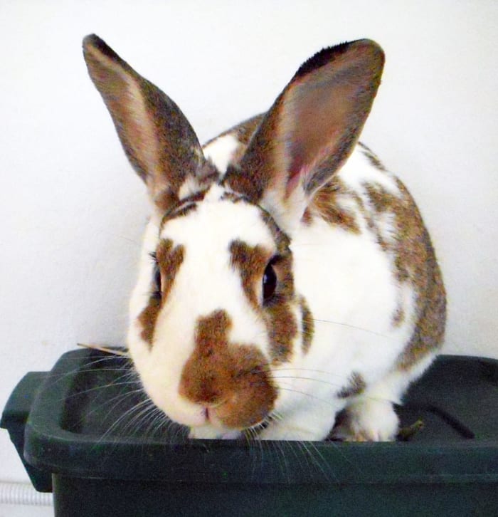 When a bunny wants to play, his ears are up, his body is slightly forward, and he directs his attention to you.