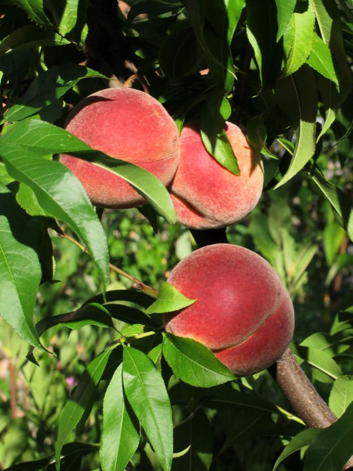 You can learn how to grow a peach tree from seed by following the simple guidelines laid out in this article.