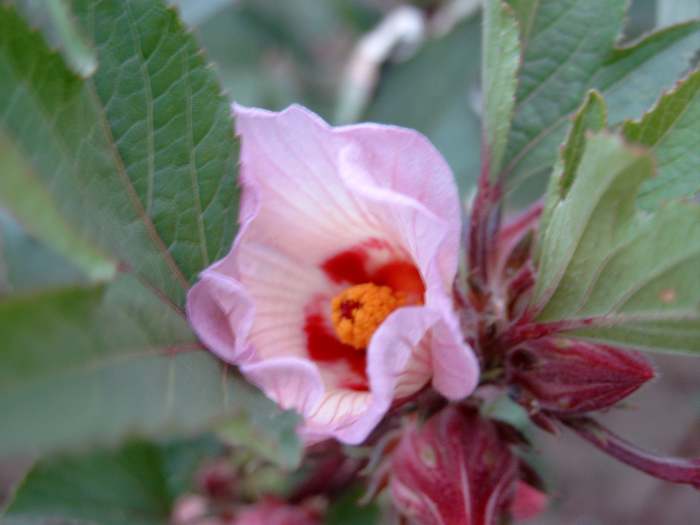 A hibiscus sabdariffa flower.