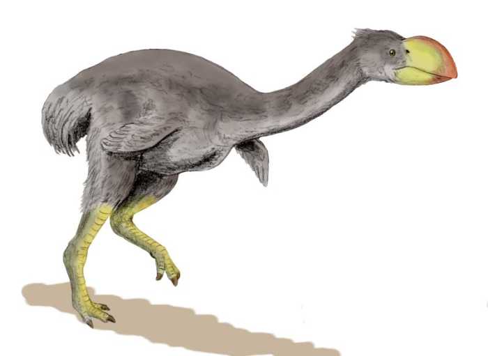 Dromornis planei, the Demon Duck of Doom, was one of seven giant prehistoric Australian birds. The largest stood ten feet tall.