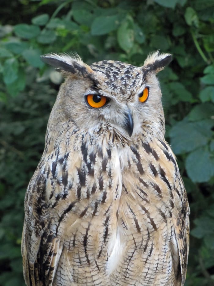 Everything You Wanted to Know About the Eurasian Eagle Owl - Owlcation ...