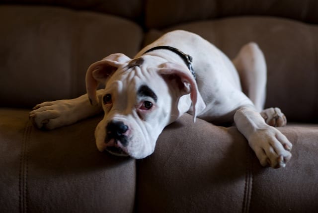 When Boxer puppies stop playing, are they thinking of good names?