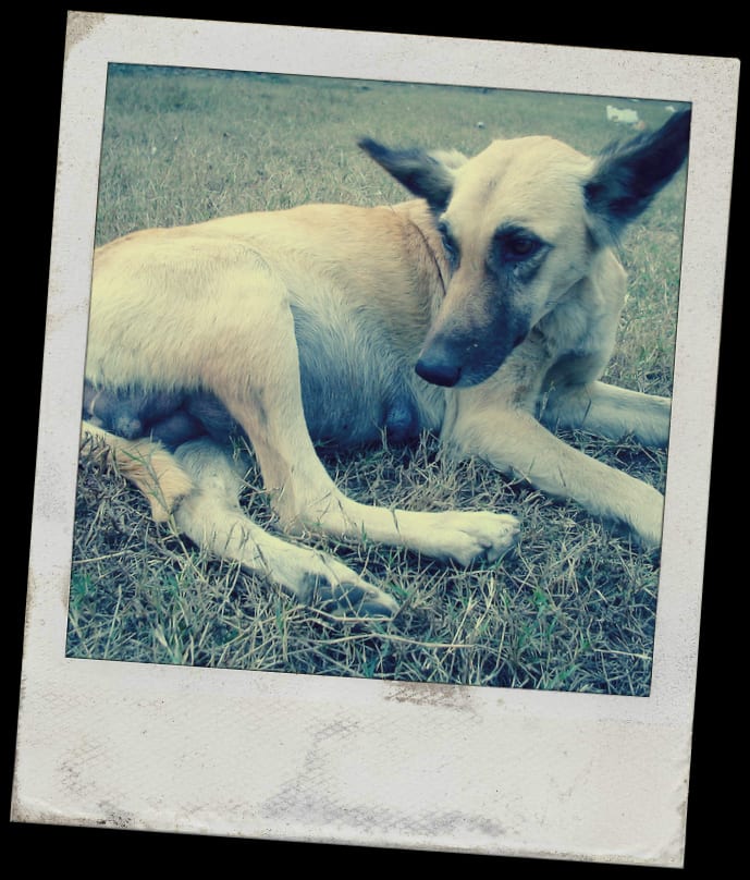 how-to-tell-if-your-dog-is-pregnant-and-help-it-with-gestation