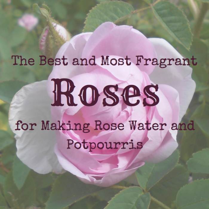 The Best and Most Fragrant Roses for Making Rose Water and Potpourris