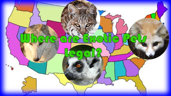 From left, bobcat by John Fowler, lemur by Thowra_uk, wolf by Rexano (used with permission), and fennec fox by Kitty Terwolbeck, CC BY 2.0, via Flickr