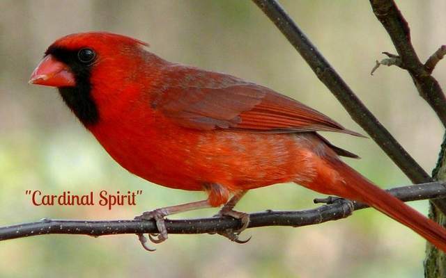 Colorful birds catch our attention when they fly into our periphery or perch in our vicinity.