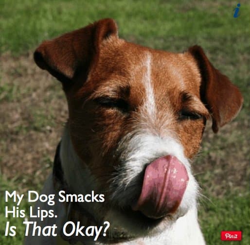 Does your dog lick his lips a lot? There are several possible explanations, including thirst, anxiousness, or irritated stomach.