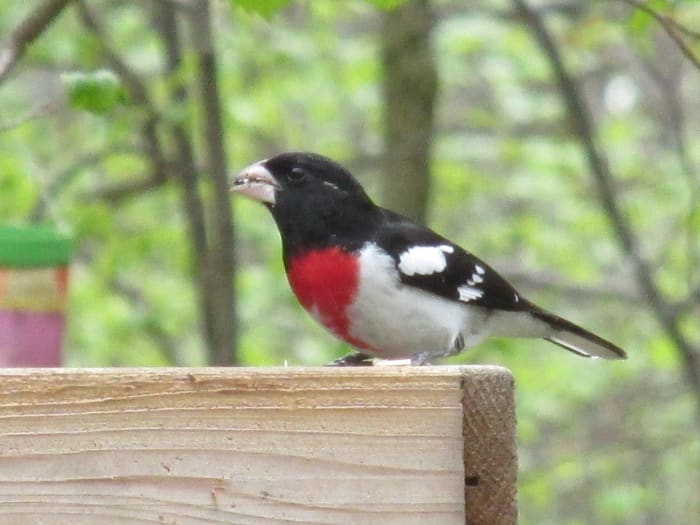 Male Rose Breasted Grosbeak enjoys my special bird seed mix that contains fruit, nuts and pumpkin seeds.