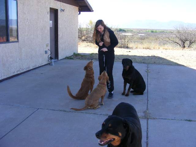 Well trained dogs that are social are better able to cope with closer distances.