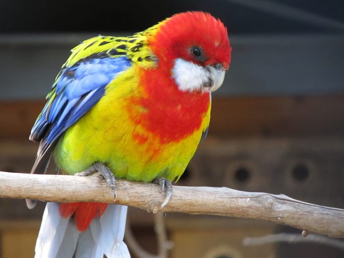 This Eastern Rosella is one of the most colourful birds you'll ever meet. Learn about more rainbow-coloured birds across the world.