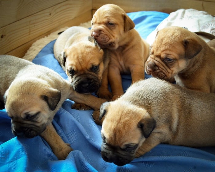 While a litter of puppies is adorable, it might not be practical for your lifestyle. Make sure your dog is spayed.