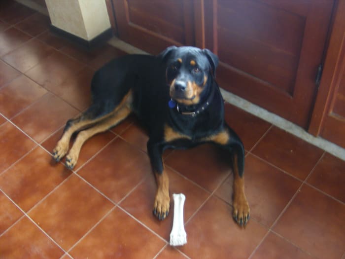 What causes a silent heat in dogs?