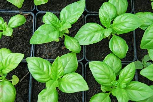 A Young Basil Plant