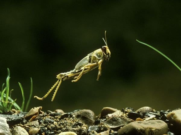 Een sprinkhaan in volle sprong