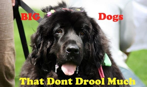 Several great large dog breeds are available that do not drool much.