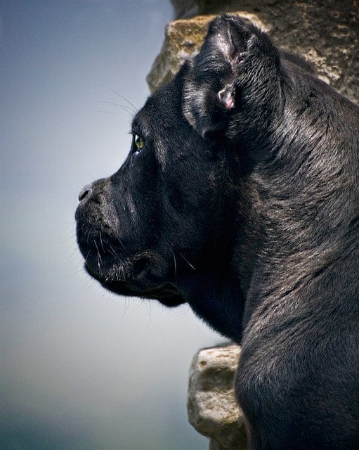 The Cane Corso, one of the best Italian dog breeds, has a short muzzle.