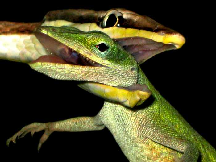Fear no more! This article will adequately prepare you, both mentally and physically, for dealing with snakebite so that you don't feel like this Green Anole: hopelessly trapped in the jaws of a Brown Vine Snake, waiting for death's embrace.