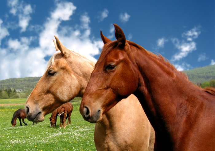 Horses are very romantic, but their idealism makes relationships hard to keep.