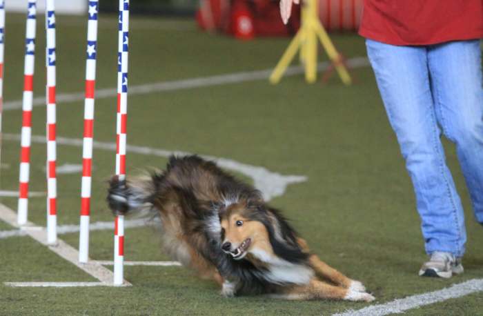Here, the author's Sheltie uses his tail to help with a turn. Notice the tail hairs still whipped around the last weave pole as he begins to pull his tail around to help him balance for the tight rear cross.