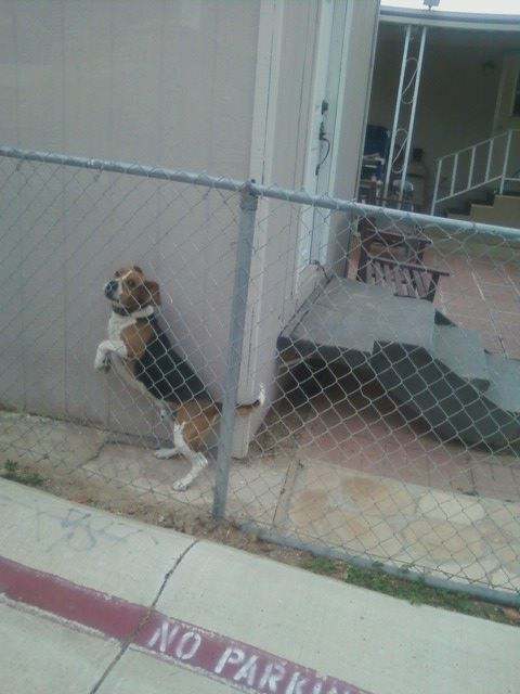 This keen-nosed Beagle can sniff out a CCA within a five zip code radius to track down and eat with breakfast.like a side of pancakes.