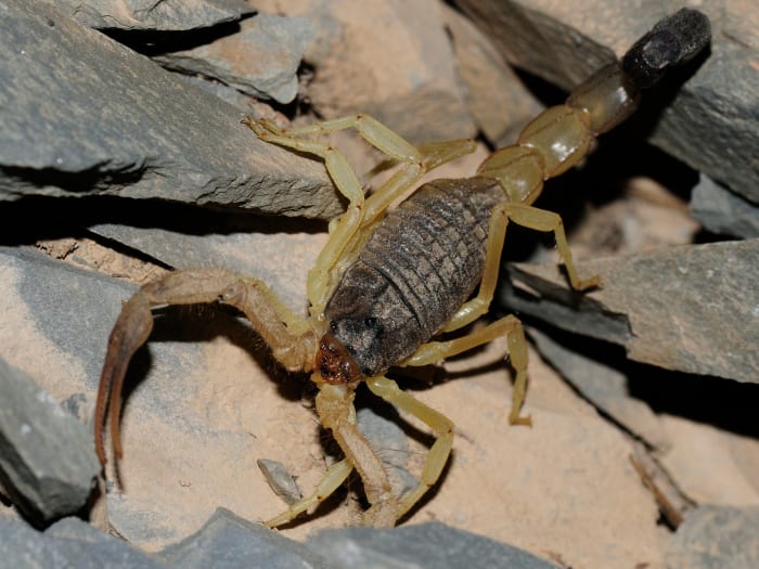 Hottentotta Tamulus in Oman.