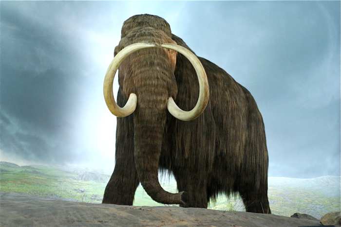 A life-size model of a mammoth at the Royal BC Museum; some people would like to bring mammoths back to life