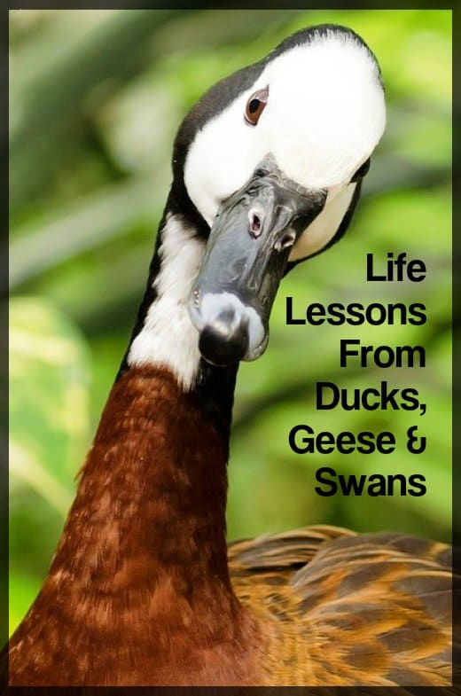Give me some respect here. I'm flexible, water repellent, and I've got great legs. I'm a feathered philosopher, not a bird brain!