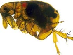 An Oriental rat flea with the black death infecting its gut (dark region).