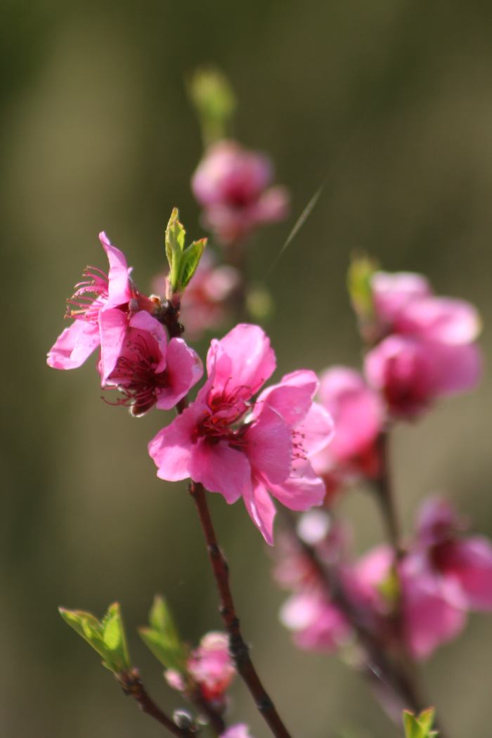 Blossoms in spring bring promise of fruit. Stone fruit such as peach blossoms, plums, apricots, nectarines give me the first indication that spring is arriving.