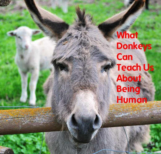 Donkeys develop strong attachments to humans and other animals and live an average of 40 years. Full of character, they are different from horses emotionally, physically, and socially. Let them teach you some life lessons.