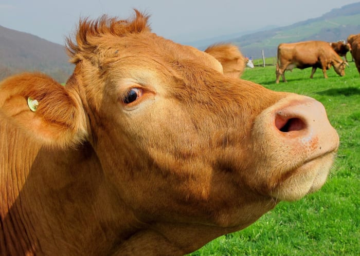 BSE, a prion disease, affects many different breeds of cattle. It can also trigger disease in humans.