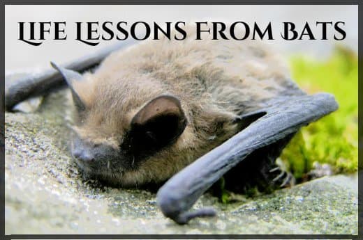 Neither classically beautiful nor cuddly, bats are nevertheless a cornerstone to a healthy ecosystem. They control insects, pollinate plants, and disperse seeds. What's not to love?