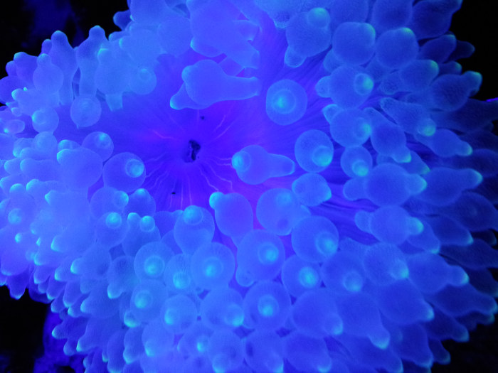 The bubble tip anemone is a breathtaking addition to an established aquarium. They require careful acclimation.